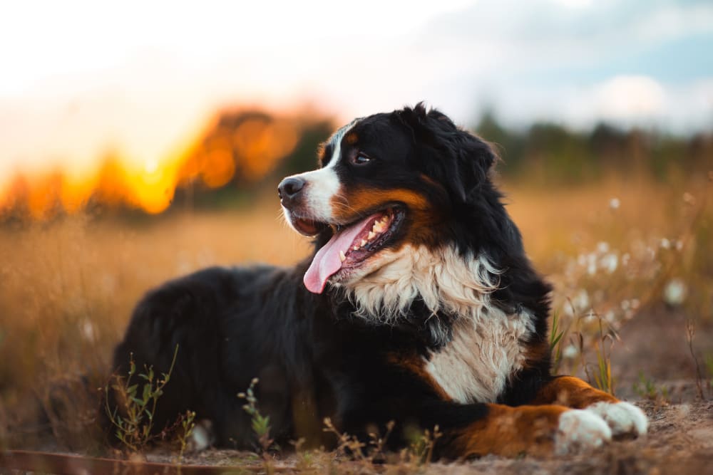 Bernese Mountain Dogs, Glendale Vets