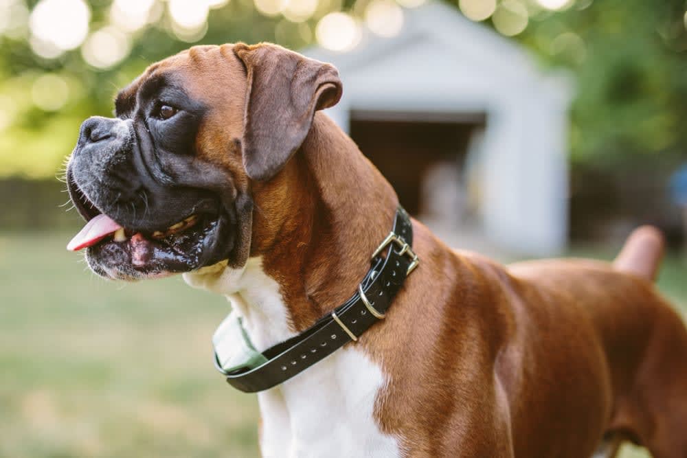 Boxer, Glendale Vets