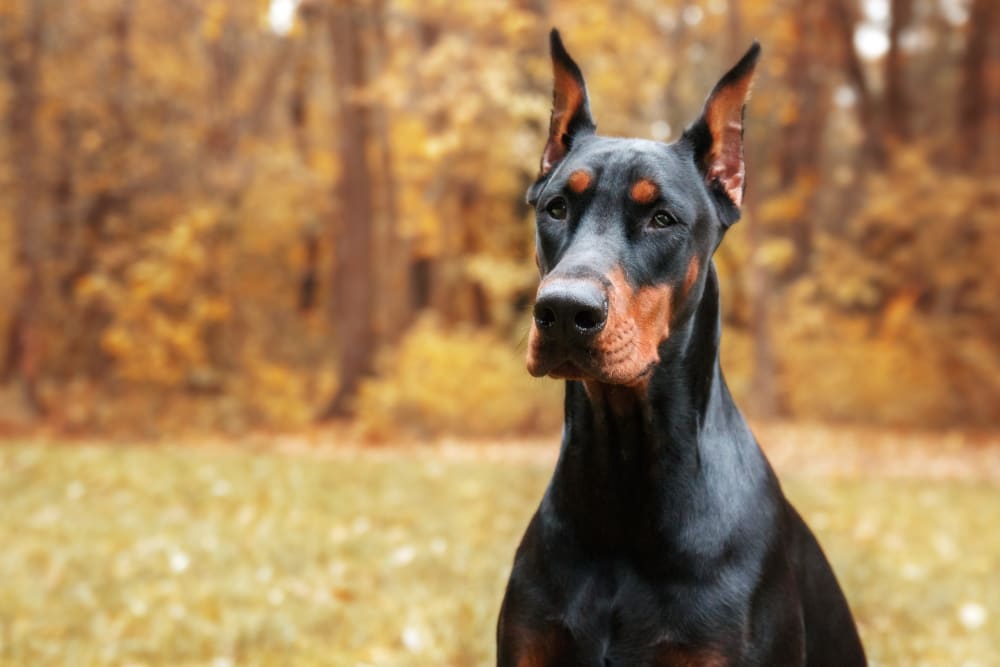 Doberman Pinscher, Glendale Vets