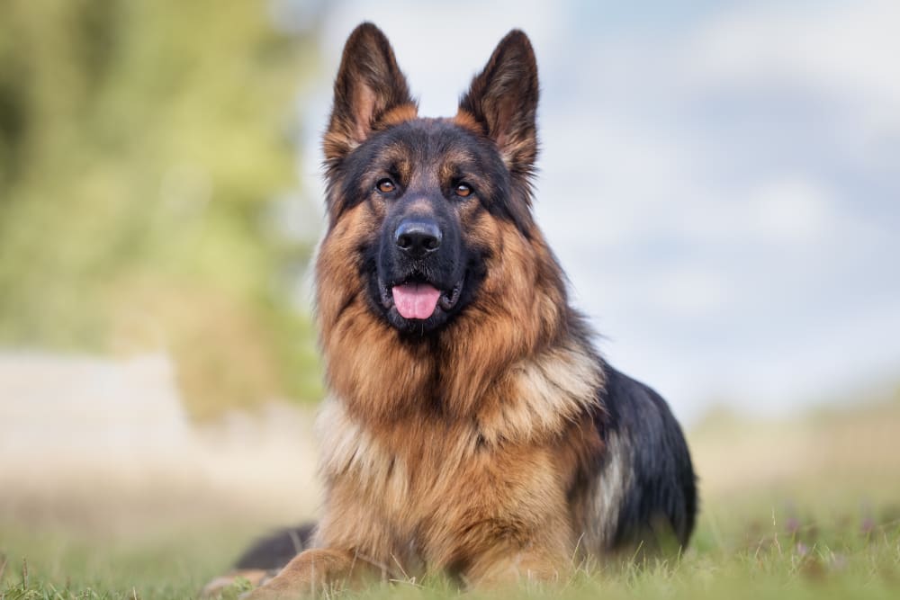 German Shepherd, Glendale Vets