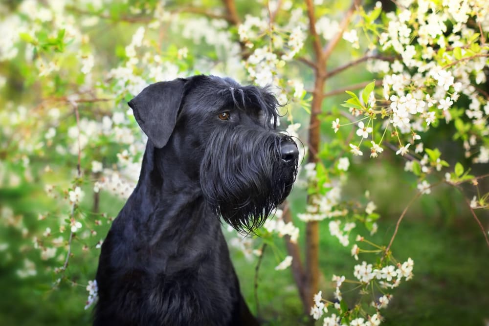 Giant Schnauzer, Glendale Vets