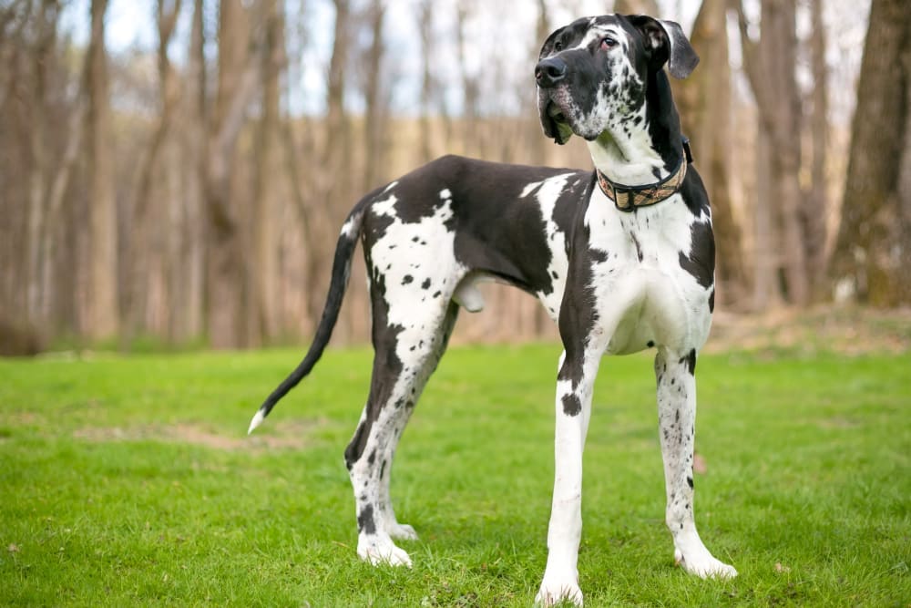 Great Dane, Glendale Vets