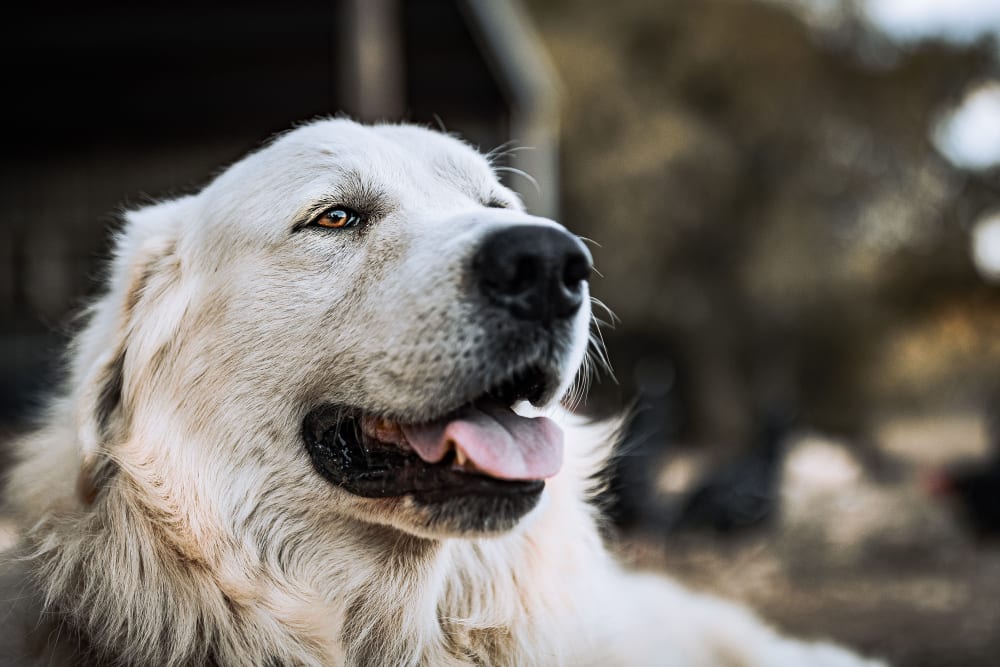 Great Pyrenees, Glendale Vets