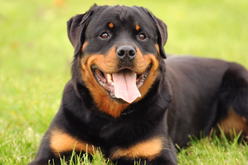 Rottweiler, Glendale Vets